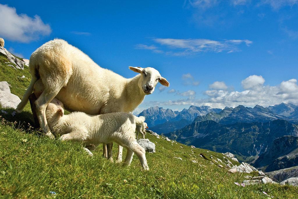 Willa Tourist Farm Kranjc Kobarid Zewnętrze zdjęcie