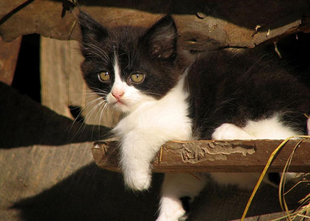 Willa Tourist Farm Kranjc Kobarid Zewnętrze zdjęcie