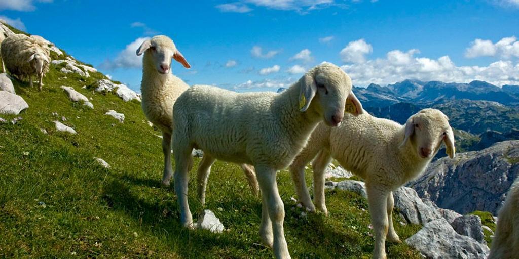 Willa Tourist Farm Kranjc Kobarid Zewnętrze zdjęcie